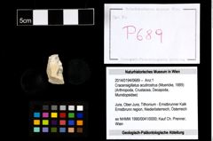 Foto (Objekt + Etikett) von Cracensigillatus acutirostrus (Moericke, 1889)  (NHMW-GEO-2014-0194-0689)